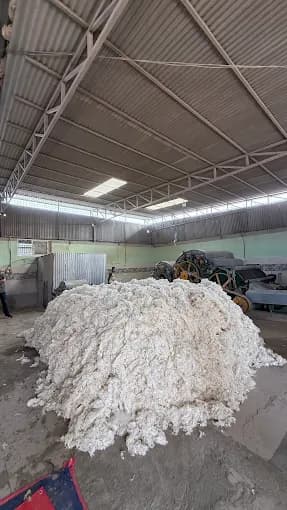 Scoured Wool